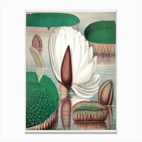 The Victoria Regia Or The Great Water Lily Of America (1854) By William Sharp 2 Toile