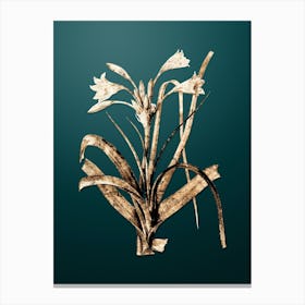 Gold Botanical Malgas Lily on Dark Teal n.1052 Canvas Print
