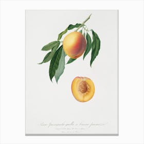 Peach (Persica Iulodermis) From Pomona Italiana (1817 1839), Giorgio Gallesio Canvas Print