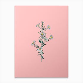Vintage Glaucous Aster Flower Botanical on Soft Pink n.0818 Canvas Print
