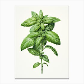 Basil Vintage Botanical Herbs 2 Canvas Print
