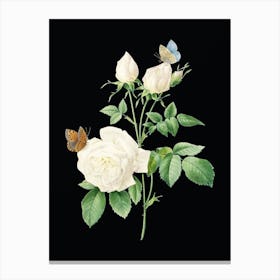Vintage White Bengal Rose Botanical Illustration on Solid Black n.0419 Canvas Print