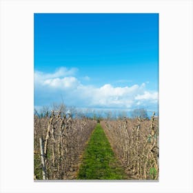 Vineyards 20200301 78ppub Canvas Print