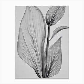 Anthurium B&W Pencil 2 Flower Canvas Print