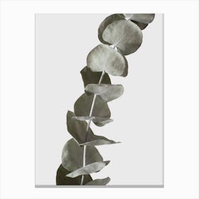 Dried Eucalyptus Branches 1 Canvas Print