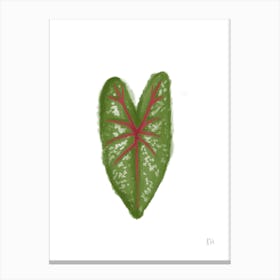 caladium Canvas Print