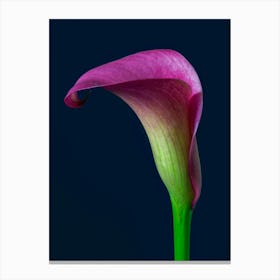 Calla Lily Canvas Print