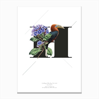 Botanical Alphabet H Canvas Print