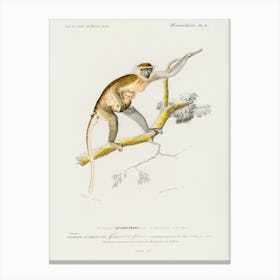 Cercopithecus Griseus (Guenon Grivet), Charles Dessalines D'Orbigny Canvas Print