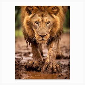 African Lion Muddy Paws Realism 1 Canvas Print