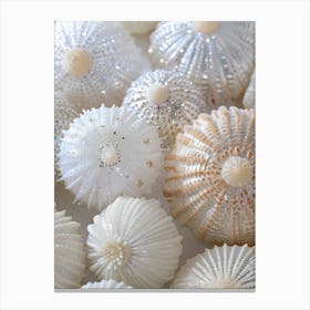 Seashells Canvas Print