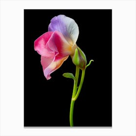 Sweet Pea Flower Isolated On Black Canvas Print