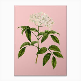 Vintage Elderberry Flowering Plant Botanical on Soft Pink Canvas Print