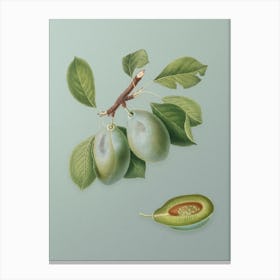 Vintage Plum Botanical Art on Mint Green n.0881 Canvas Print