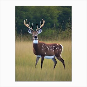 Deer In The Grass Canvas Print