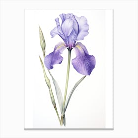 Irises Flower Vintage Botanical 3 Canvas Print