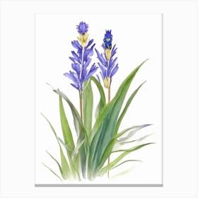 Pickerel Weed Wildflower Watercolour 1 Canvas Print