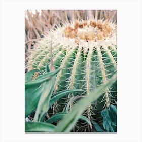 Close Up green cute Cactus // Ibiza Nature & Travel Photography Canvas Print