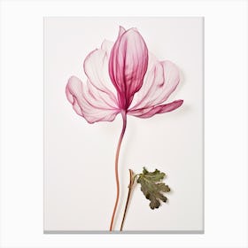 Pressed Flower Botanical Art Cyclamen Canvas Print