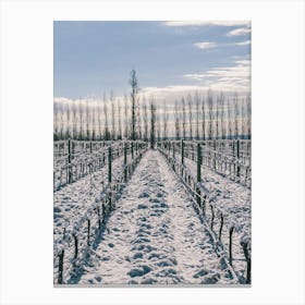 Unitltled 14 - Snow in the Vineyard Series Canvas Print