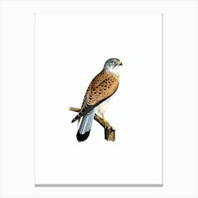 Vintage Common Kestrel Falcon Male Bird Illustration on Pure White n.0013 Canvas Print