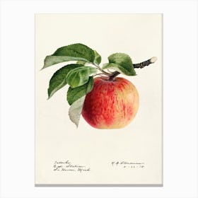 Apple Print Canvas Print