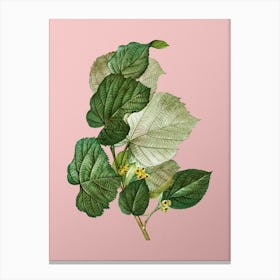 Vintage Linden Tree Branch Botanical on Soft Pink Canvas Print