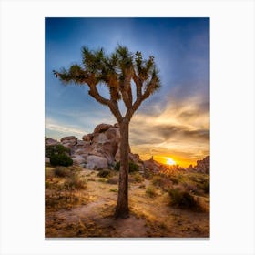 Charming Sunset At Joshua Tree National Park Canvas Print