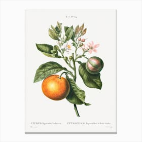 Bitter Orange, Pierre Joseph Redoute Canvas Print