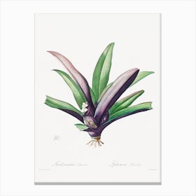 Tradescantia Discolor, Pierre Joseph Redouté Canvas Print