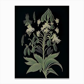 Black Cohosh Wildflower Vintage Botanical 2 Canvas Print