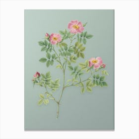 Vintage Rose Corymb Botanical Art on Mint Green n.0581 Canvas Print