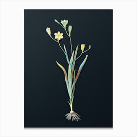 Vintage Ixia Bulbifera Botanical Watercolor Illustration on Dark Teal Blue n.0442 Canvas Print
