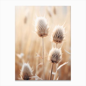 Thistle 2 Canvas Print