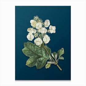 Vintage Oakleaf Hydrangea Botanical Art on Teal Blue n.0241 Canvas Print