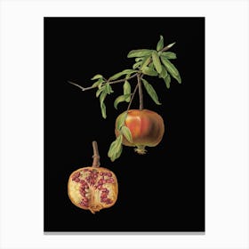 Vintage Pomegranate Botanical Illustration on Solid Black n.0836 Canvas Print