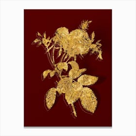 Vintage Pink Cabbage Rose de Mai Botanical in Gold on Red n.0259 Canvas Print