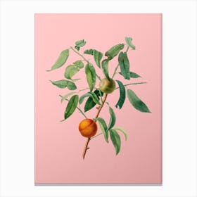 Vintage Peach Botanical on Soft Pink 3 Canvas Print