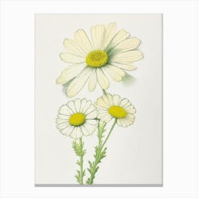 Feverfew Herb Pencil Colour Canvas Print