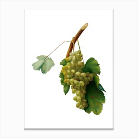 Vintage Grape Vine Botanical Illustration on Pure White n.0859 Canvas Print