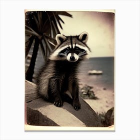 Cozumel Raccoon Vintage Photography 2 Canvas Print