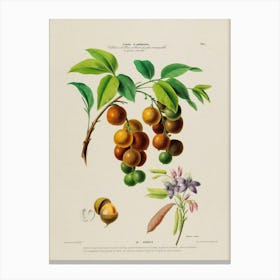 Fruit Of The Guava Tree 1 Canvas Print