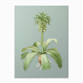 Vintage Eucomis Regia Botanical Art on Mint Green n.0495 Canvas Print