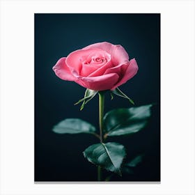 Pink Rose On Black Background 45 Canvas Print