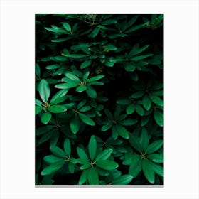 Green Pattern Canvas Print