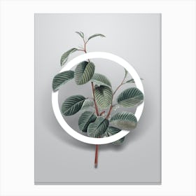 Vintage Alpine Buckthorn Plant Minimalist Botanical Geometric Circle on Soft Gray n.0085 Canvas Print