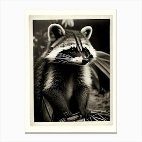 Chiriqui Raccoon Vintage Photography Canvas Print