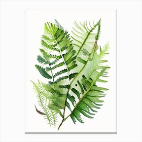 Shield Fern Wildflower Watercolour 2 Canvas Print