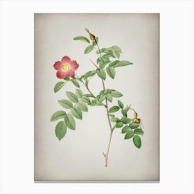 Vintage Pink Alpine Rose Botanical on Parchment n.0213 Canvas Print