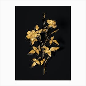 Vintage Indica Stelligera Rose Botanical in Gold on Black n.0018 Canvas Print